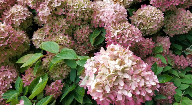 Kwiaty Hortensji Limelight